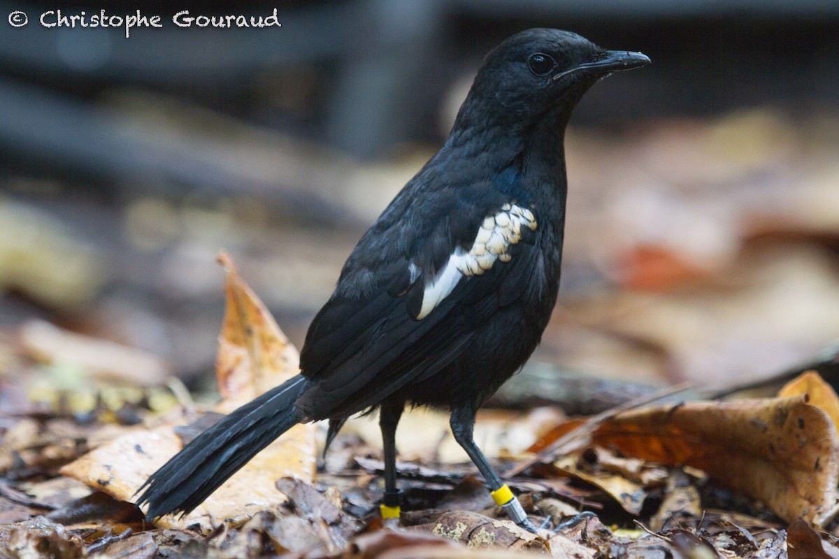 Seychelles Magpie-Robin - ML131926191