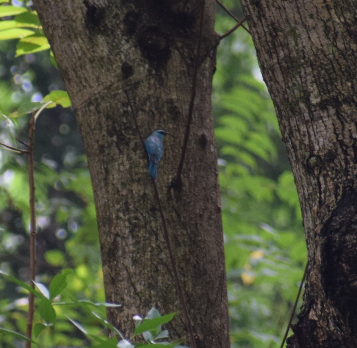 White-bellied Blue Flycatcher - Divakaran Avinash