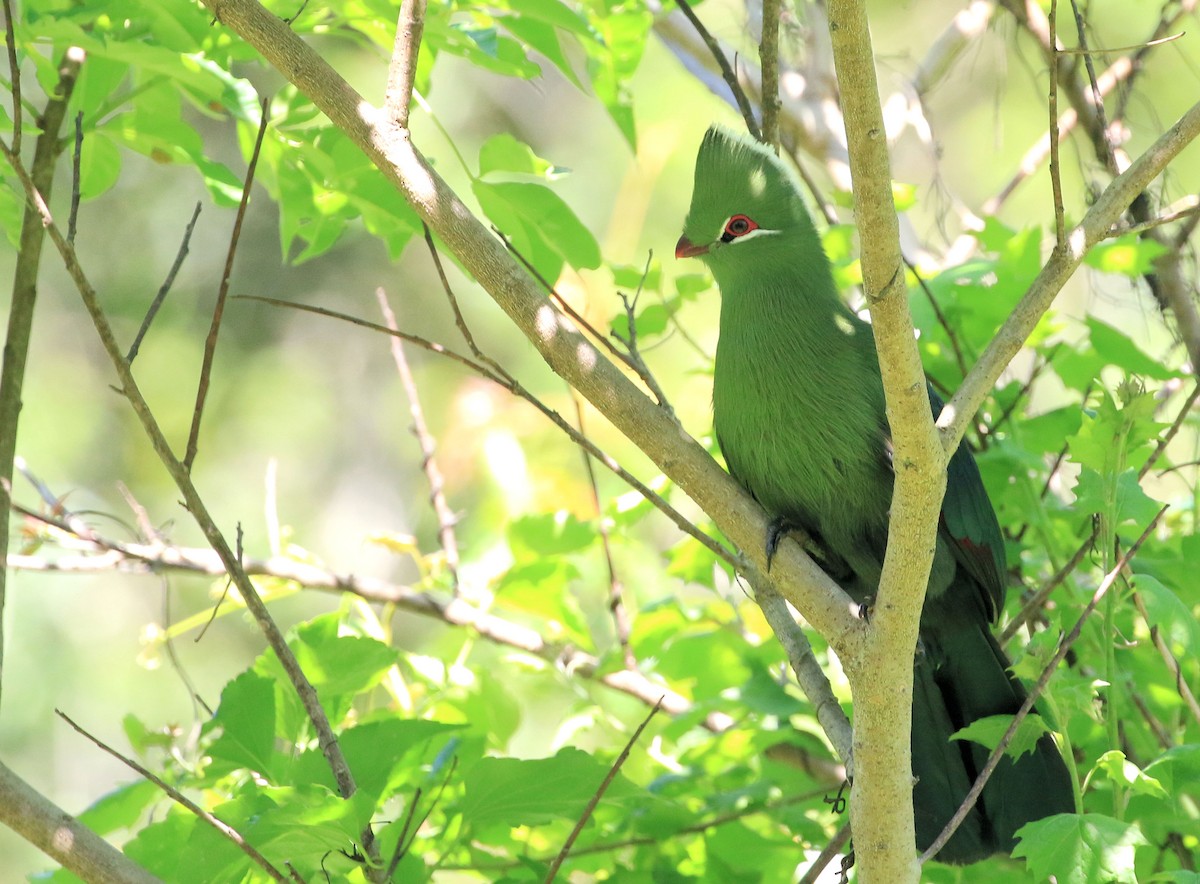 Knysna Turaco - Patrick MONNEY