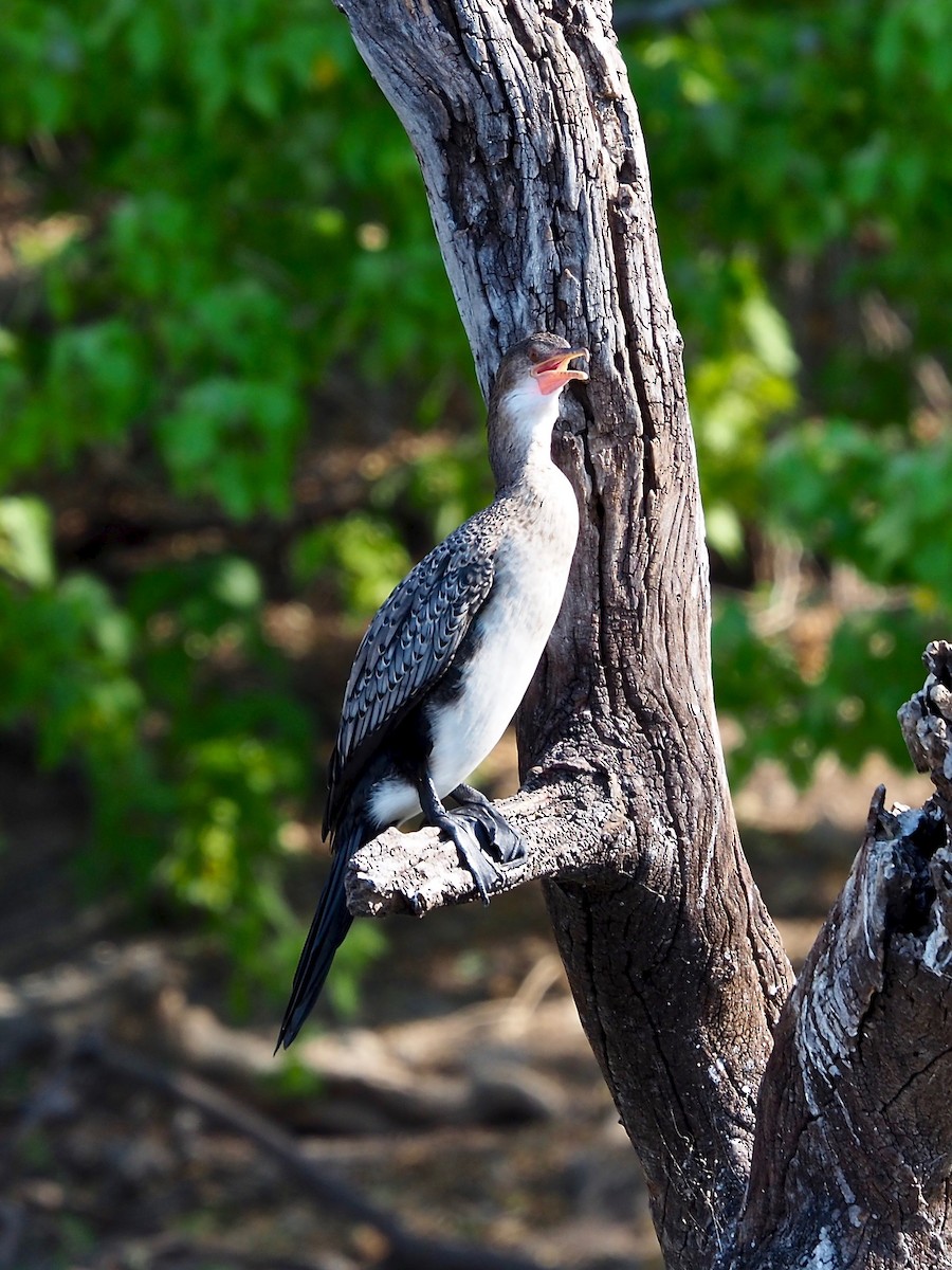 Long-tailed Cormorant - Harlee Strauss