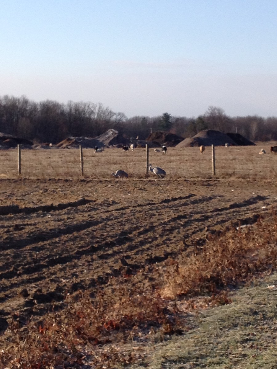 Sandhill Crane - Thomas Williams