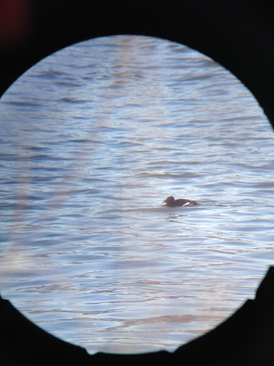 White-winged Scoter - ML131928301