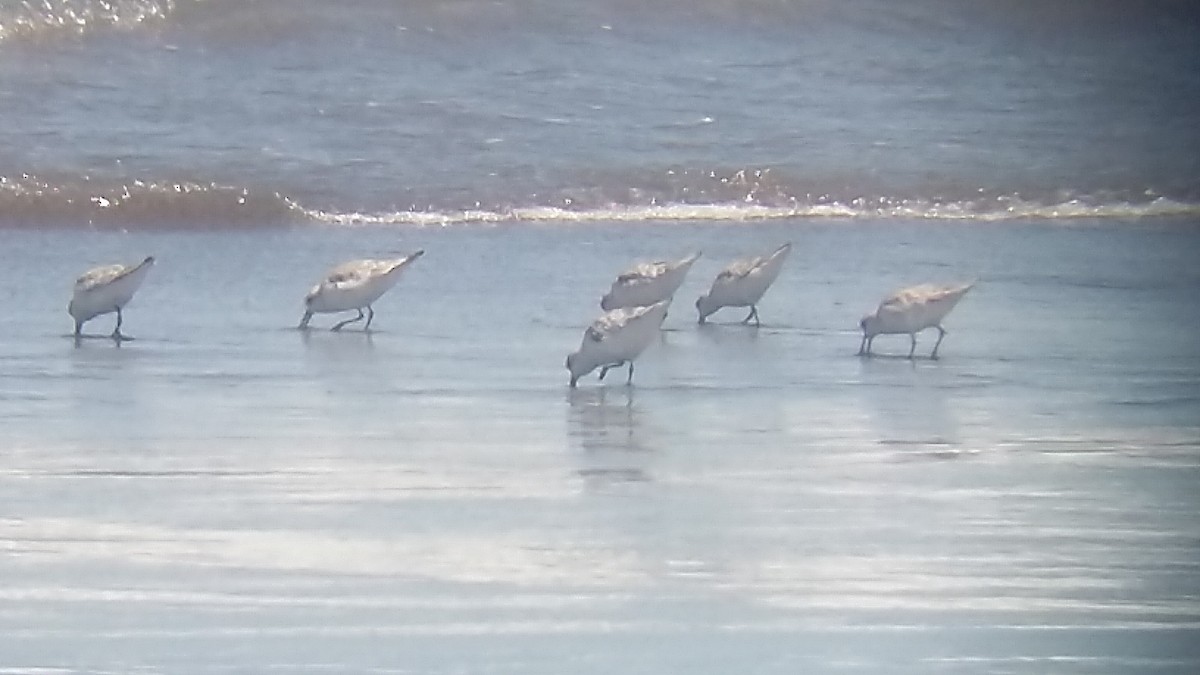 Sanderling - ML131928581