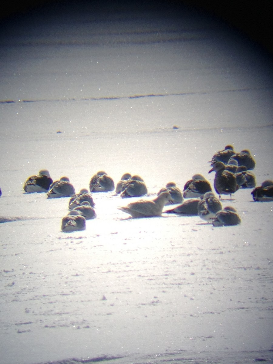 Iceland Gull (kumlieni/glaucoides) - ML131928991