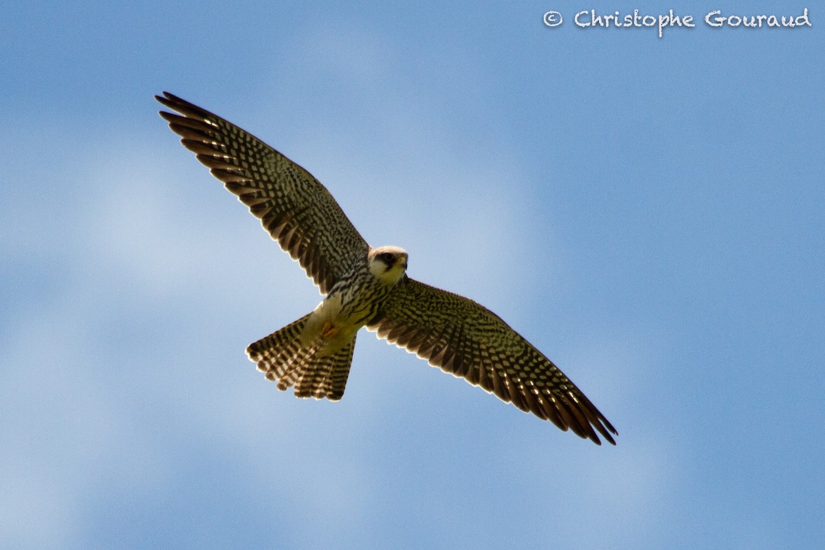 Amur Falcon - ML131929151