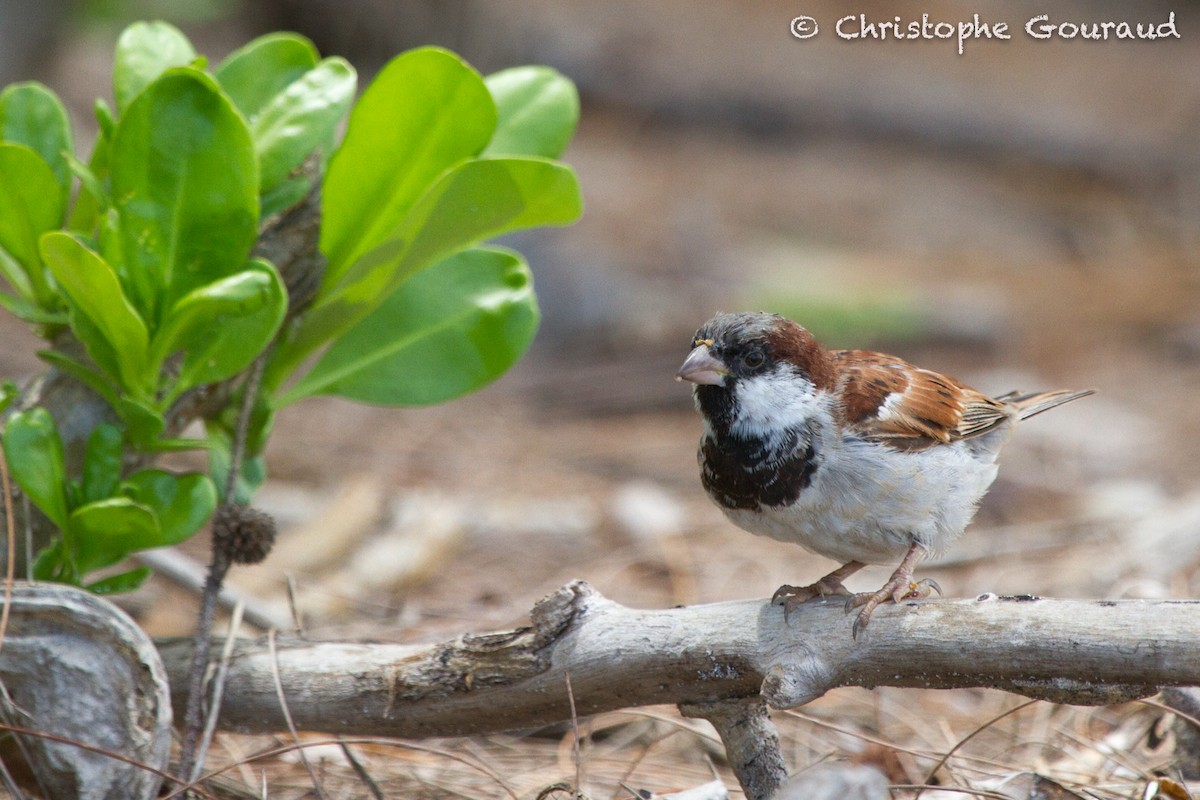 House Sparrow - ML131929271