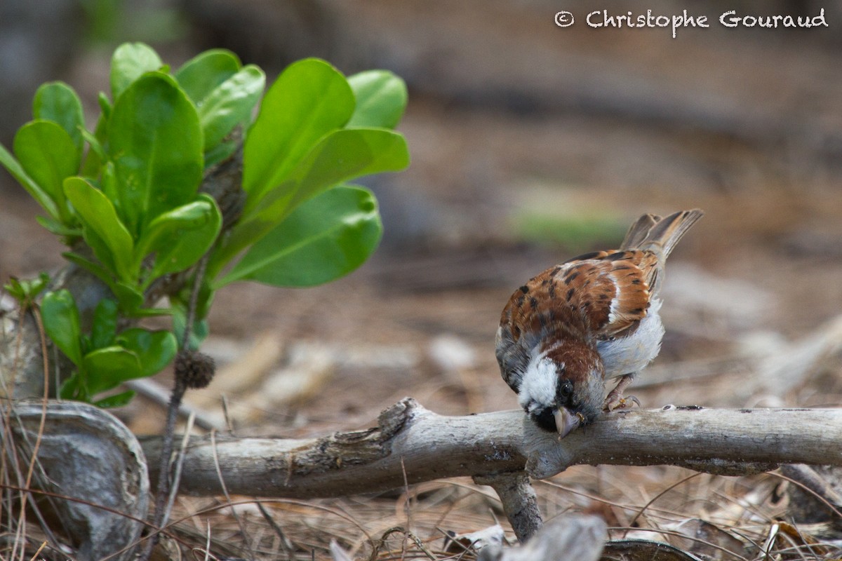 House Sparrow - ML131929281