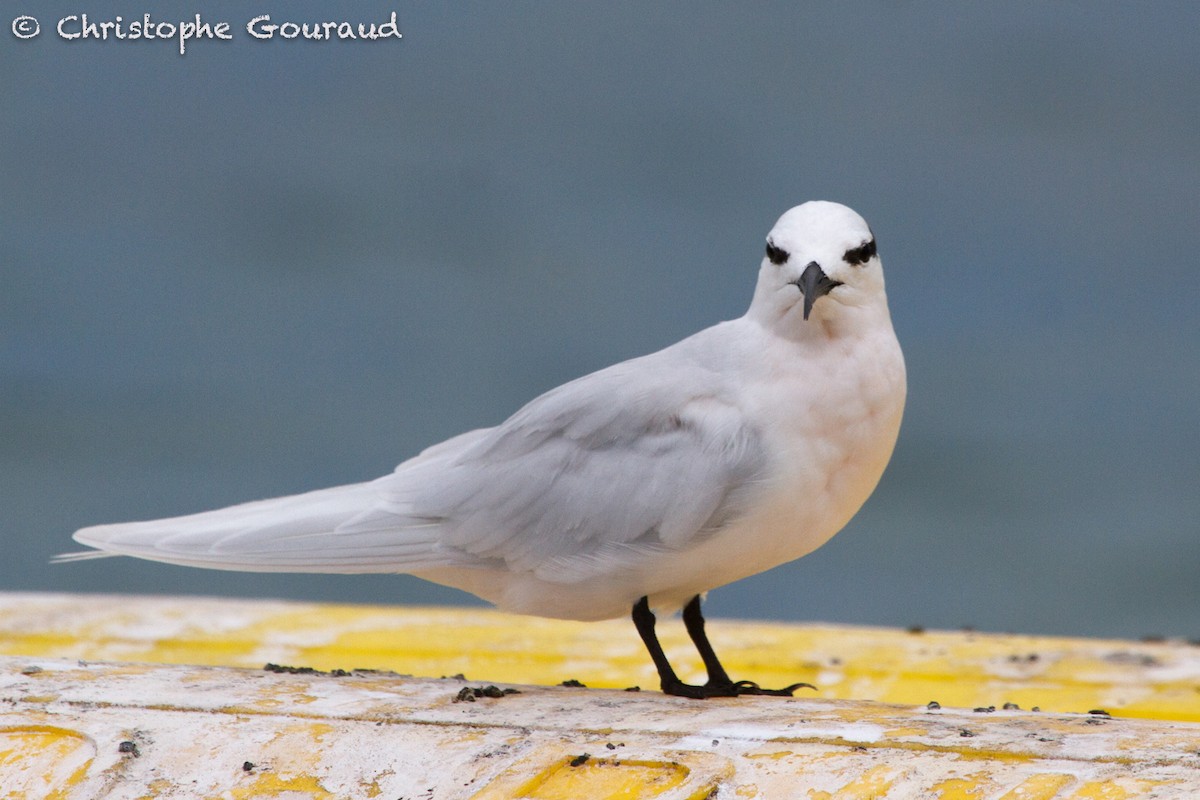 Black-naped Tern - ML131930041