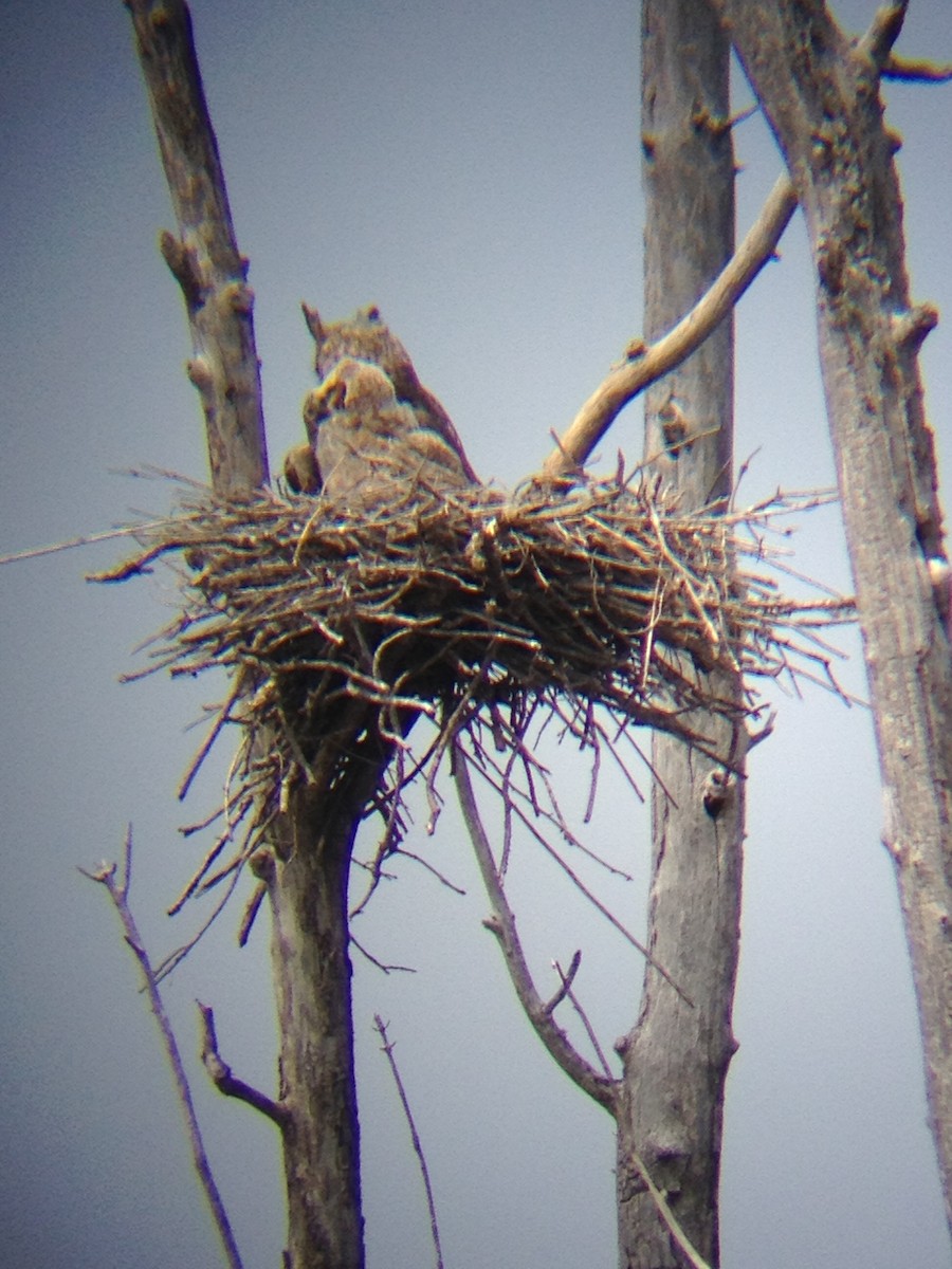 Great Horned Owl - ML131930261