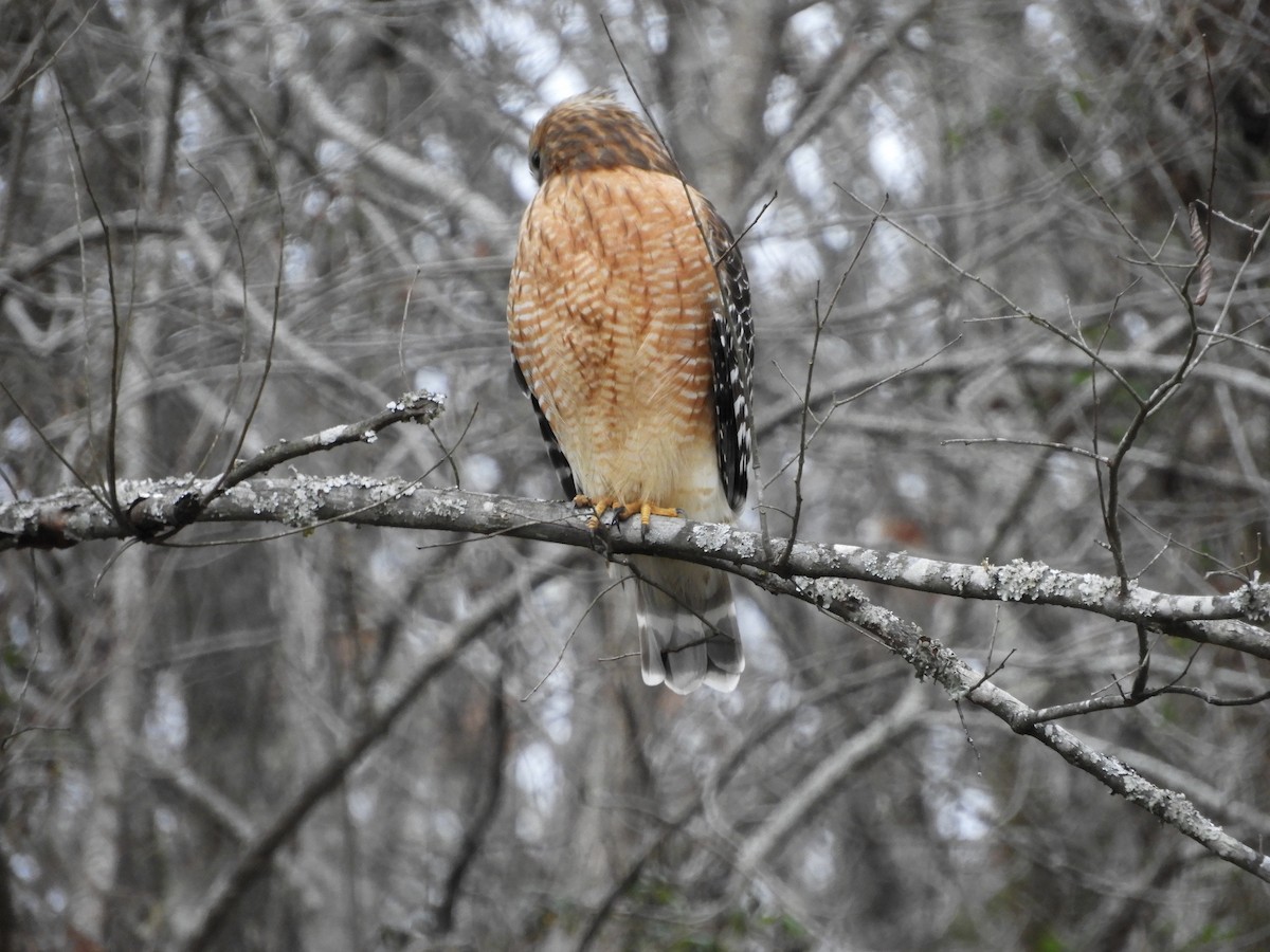 Red-shouldered Hawk - Larenda Donovan