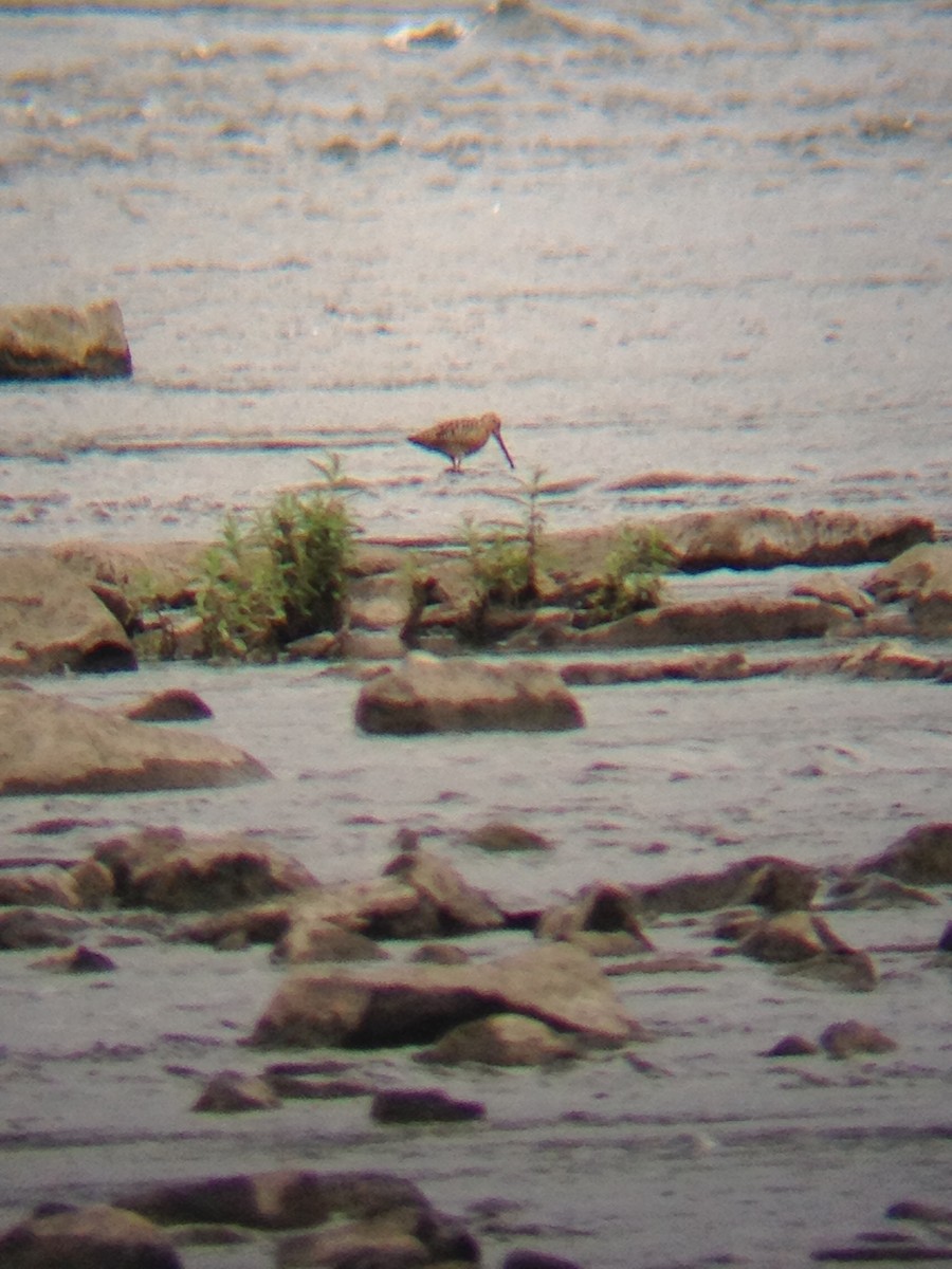 Short-billed Dowitcher - ML131931121