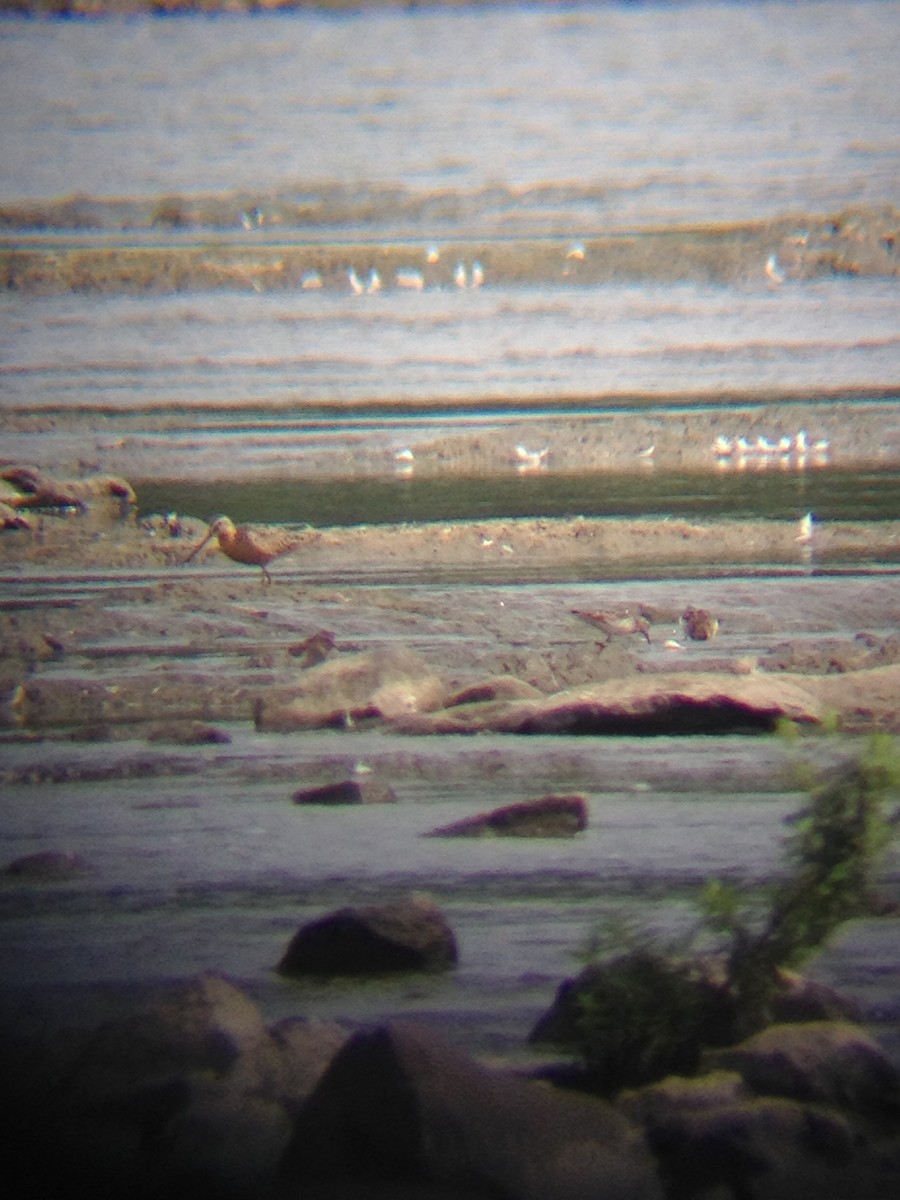 Short-billed Dowitcher - Thomas Williams