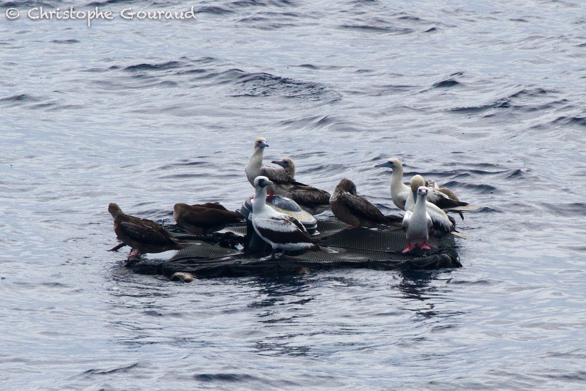 Masked Booby - ML131931401