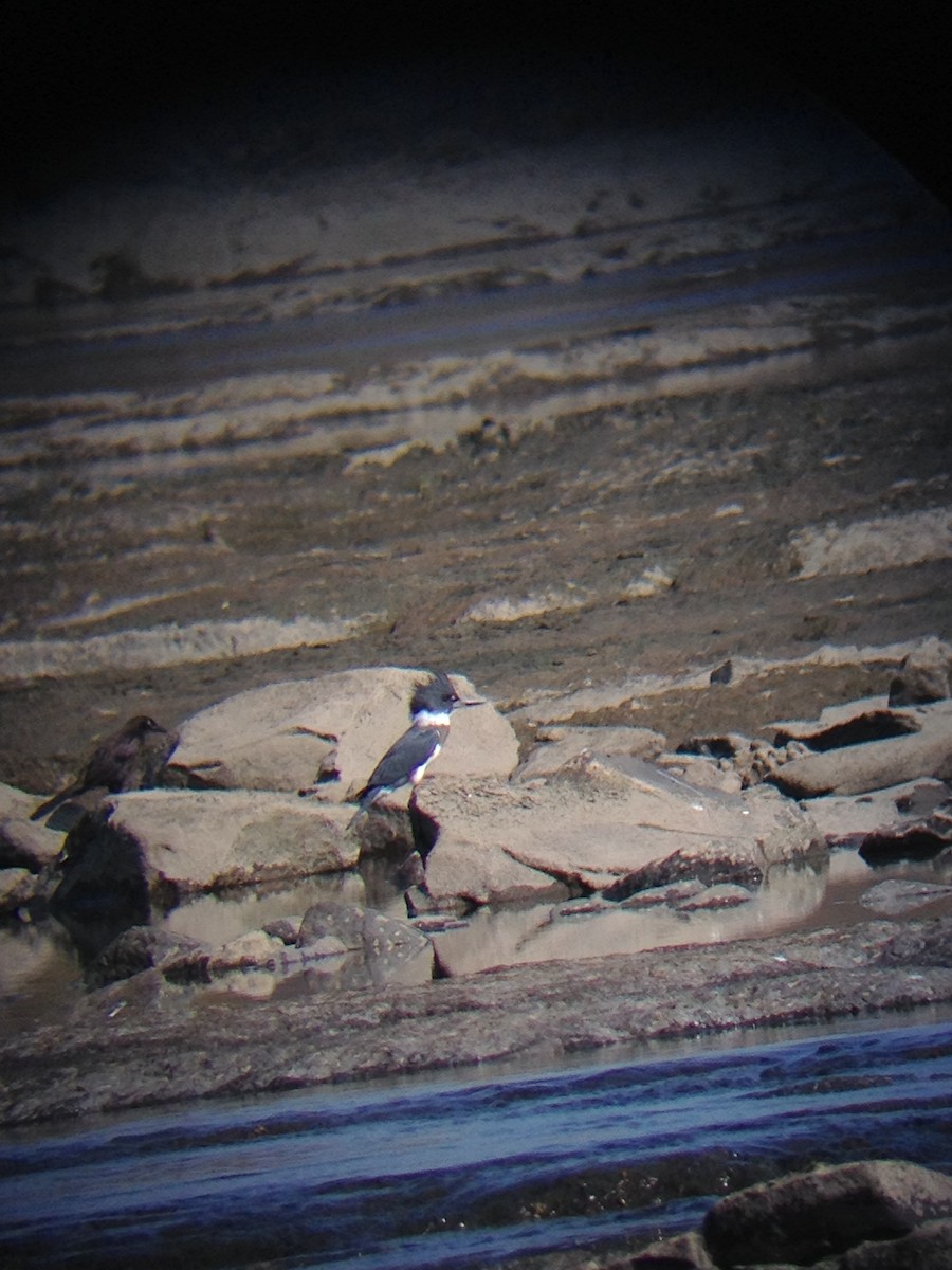 Belted Kingfisher - ML131931441