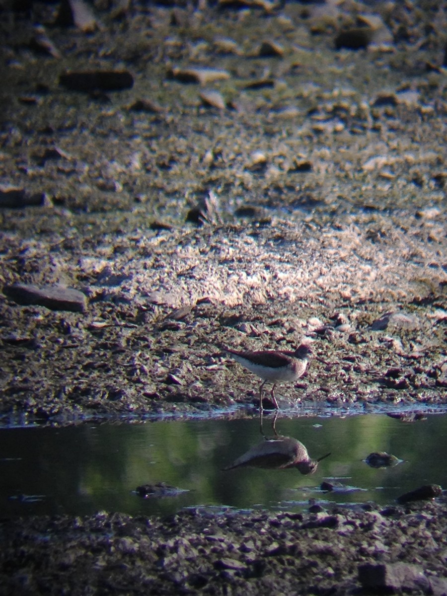 Solitary Sandpiper - ML131931661