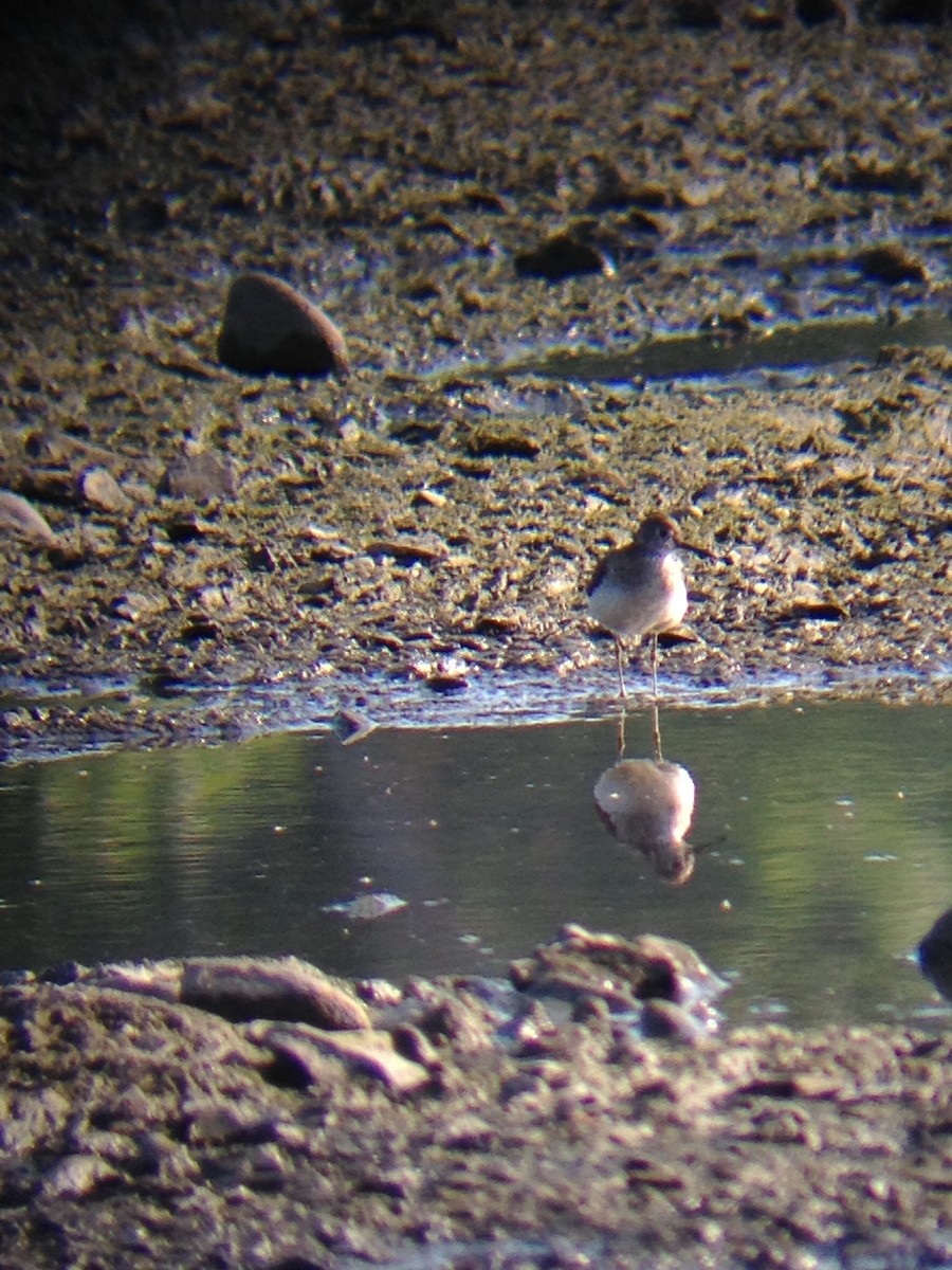 Solitary Sandpiper - ML131931671