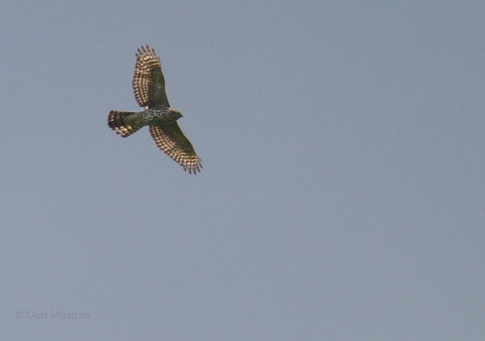 American Goshawk - ML131932271