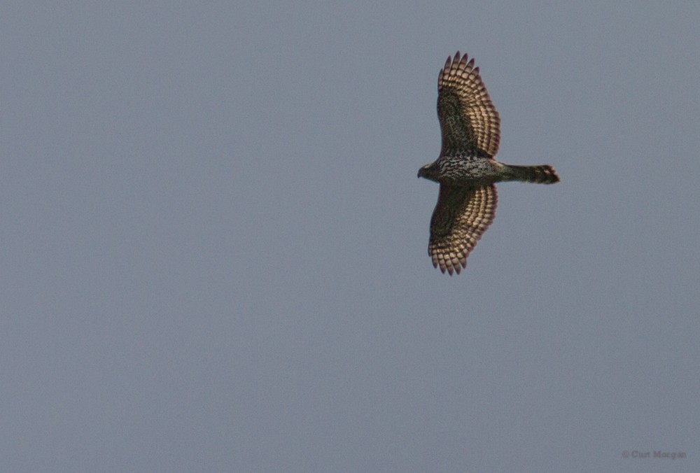 American Goshawk - ML131932291