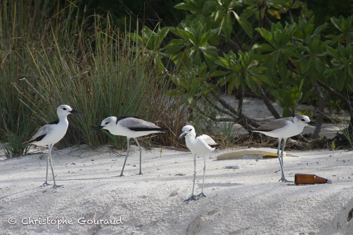 Crab-Plover - ML131932681