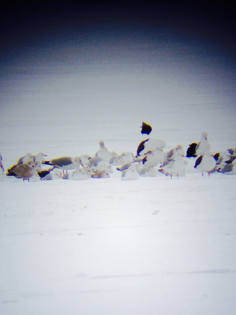 שחף שחור - ML131933001