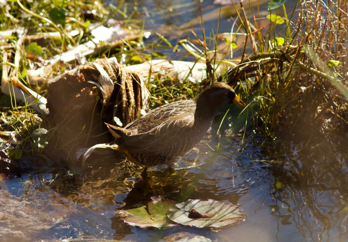 Carolinasumpfhuhn - ML131933361