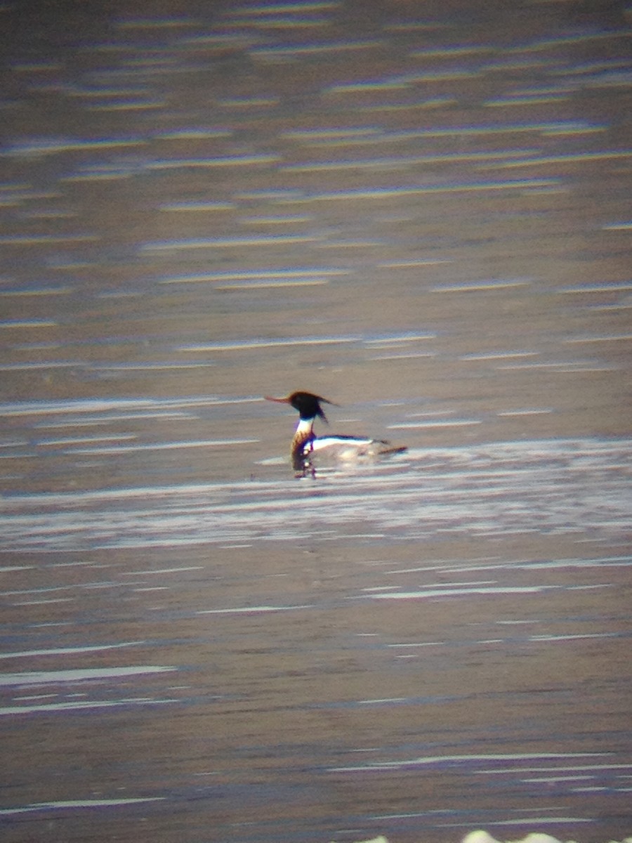 Red-breasted Merganser - Thomas Williams