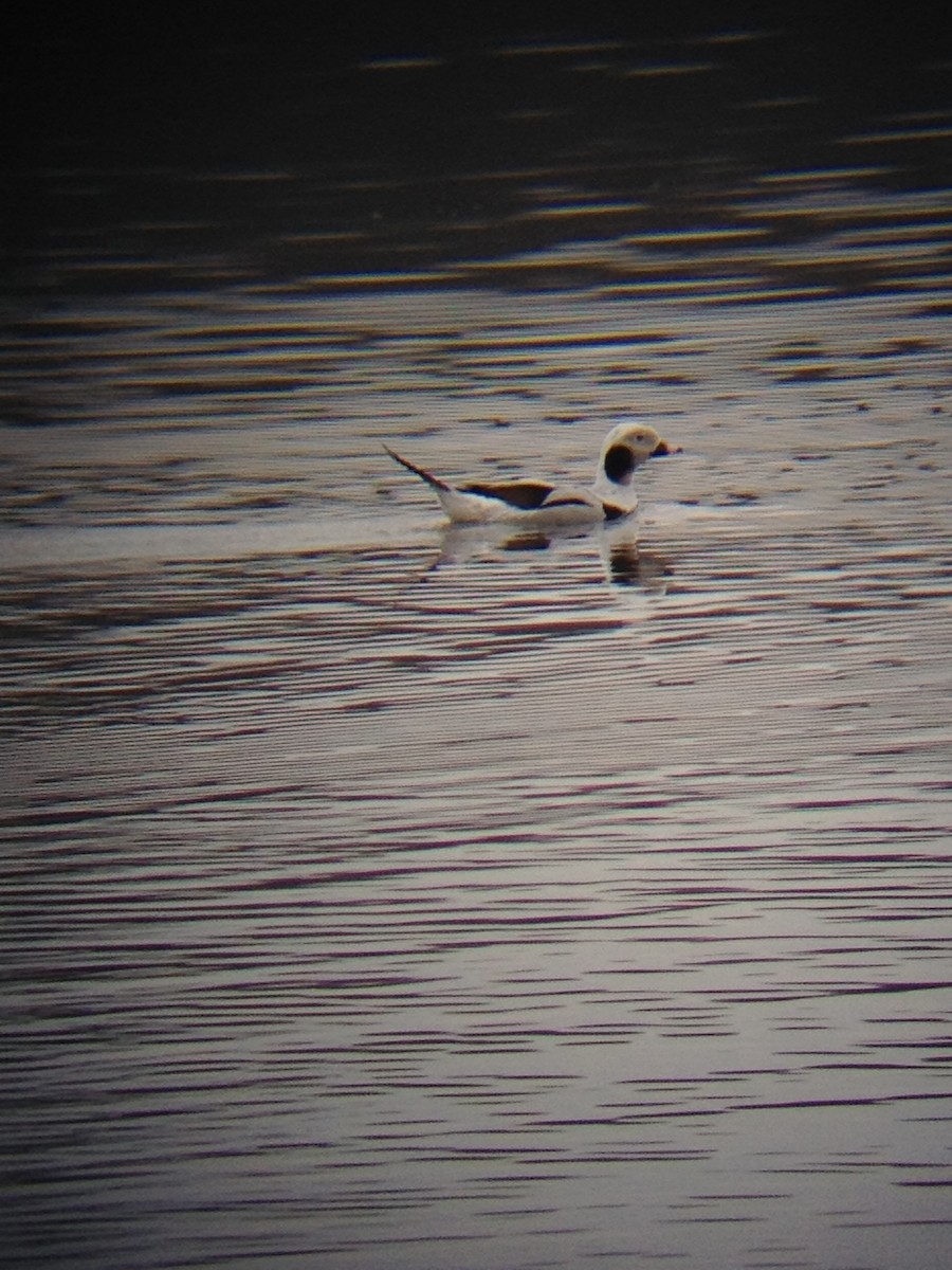 Long-tailed Duck - ML131933651