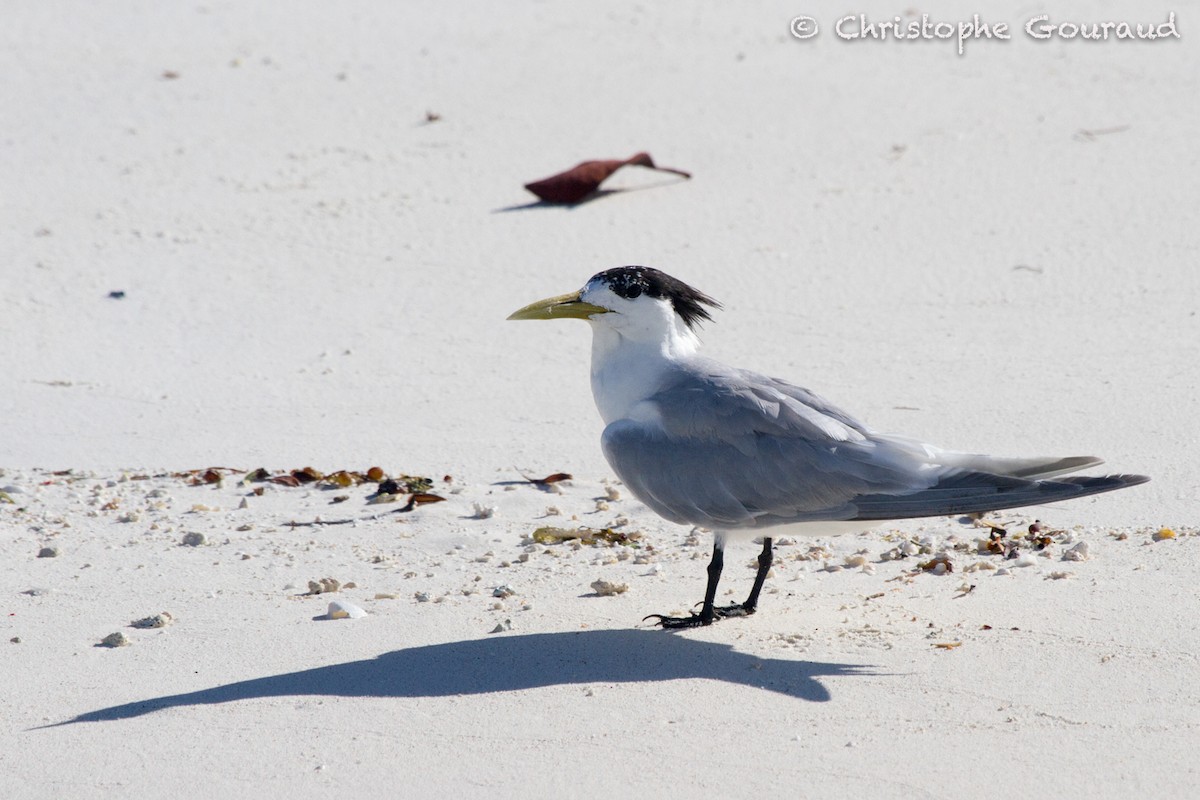 Great Crested Tern - ML131933951