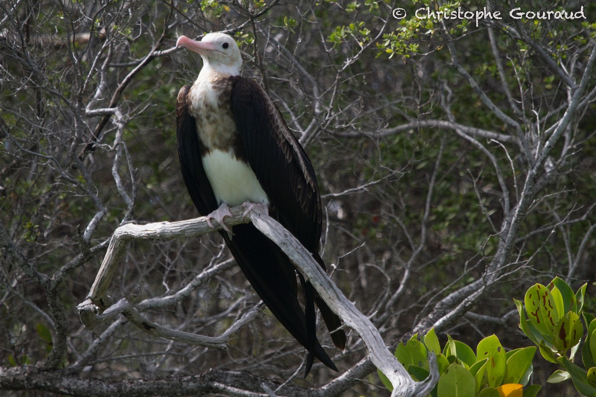 Great Frigatebird - ML131934361