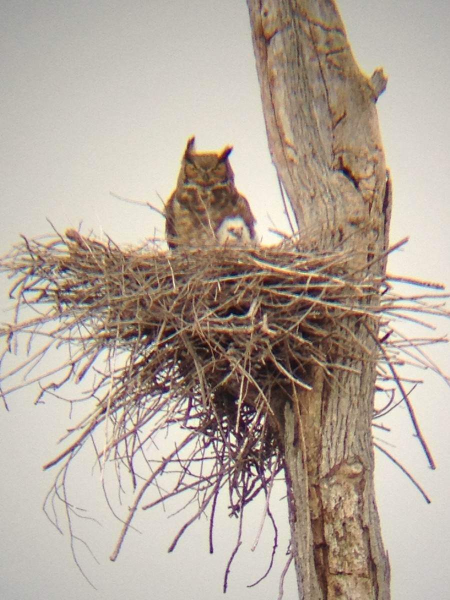 Great Horned Owl - Thomas Williams