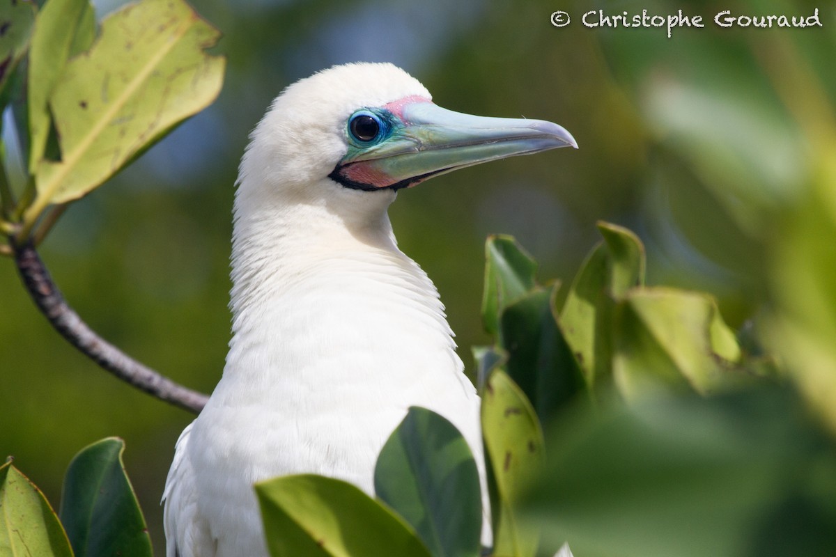 Red-footed Booby - ML131934631