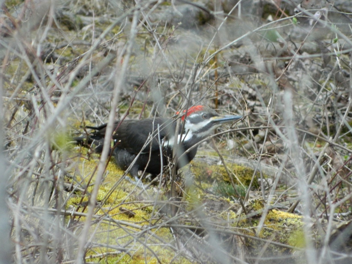 Pileated Woodpecker - Thomas Williams