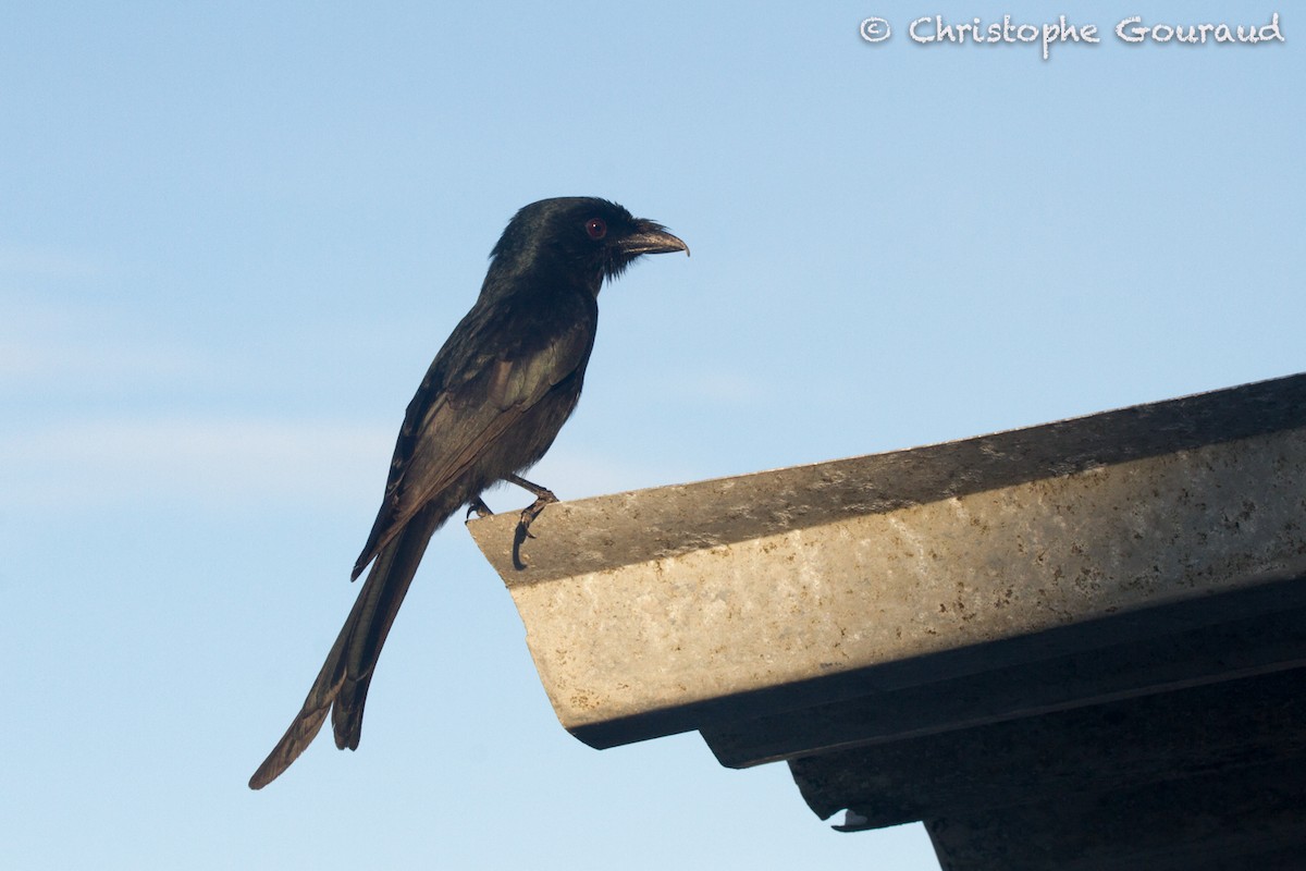Aldabra Drongo - Christophe Gouraud