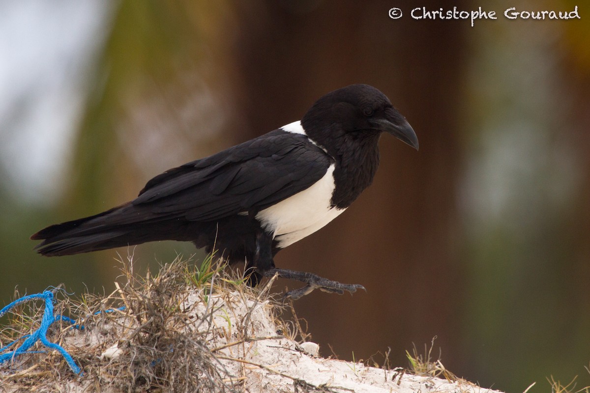 Pied Crow - ML131935241