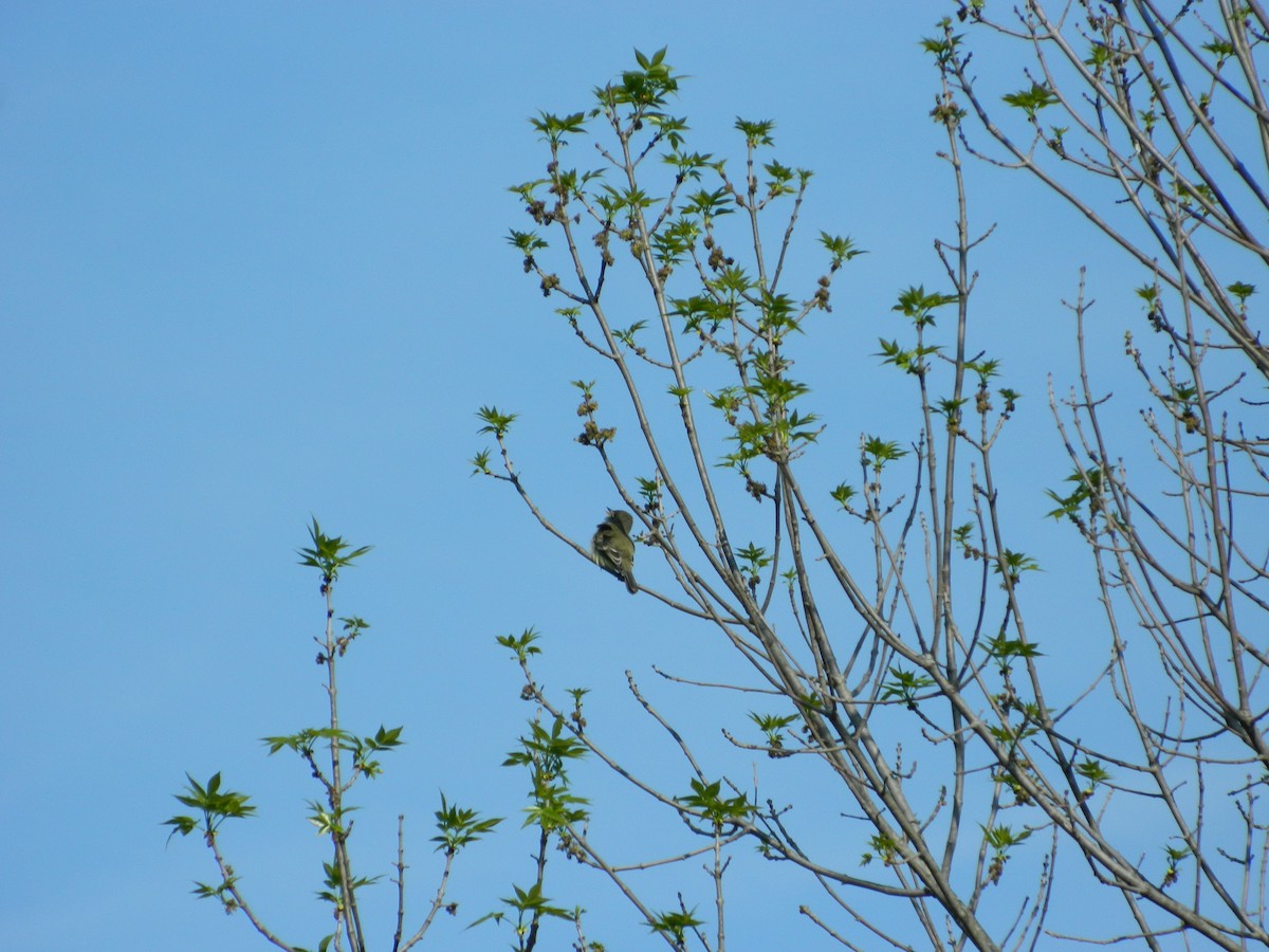 Willow Flycatcher - ML131935371