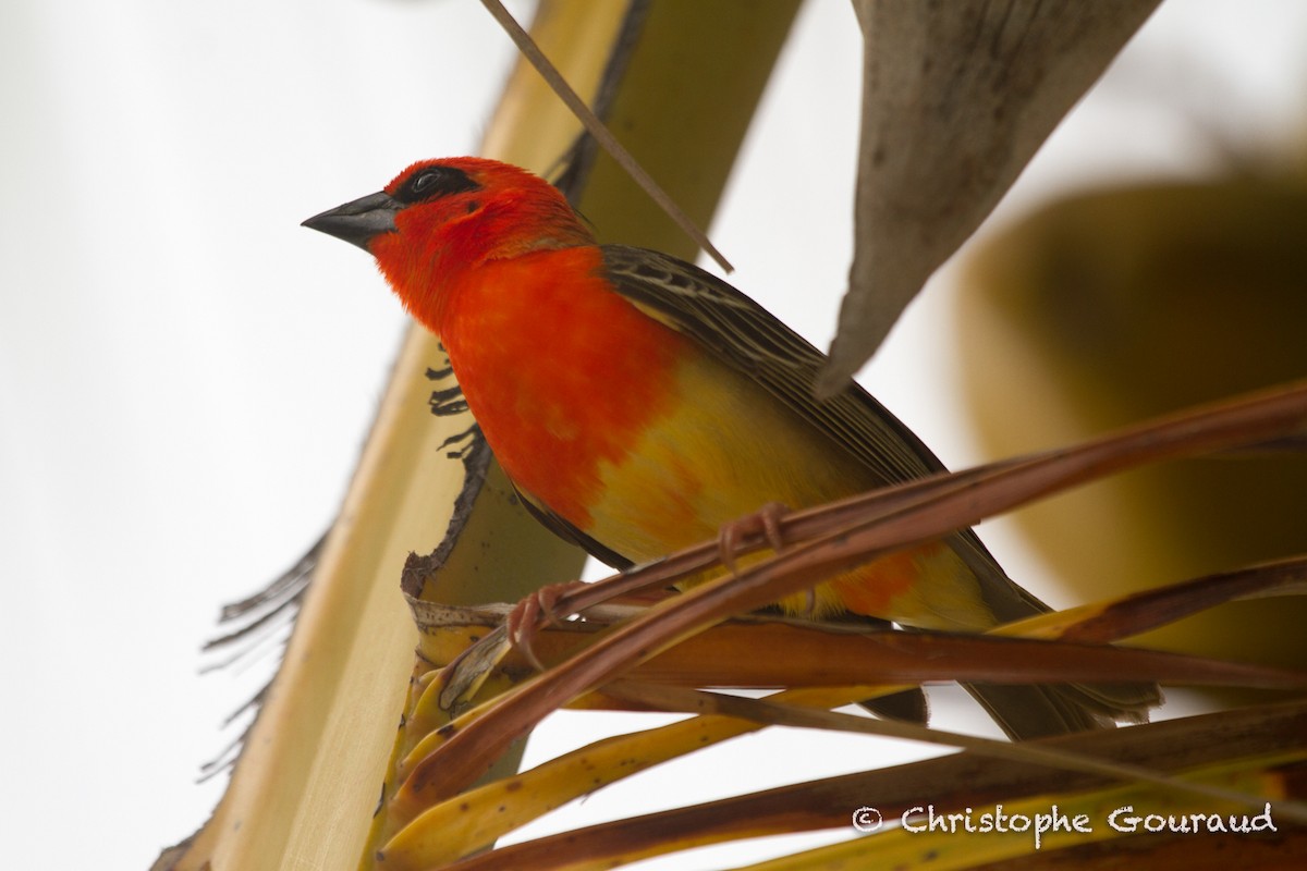 Aldabra Fody - Christophe Gouraud