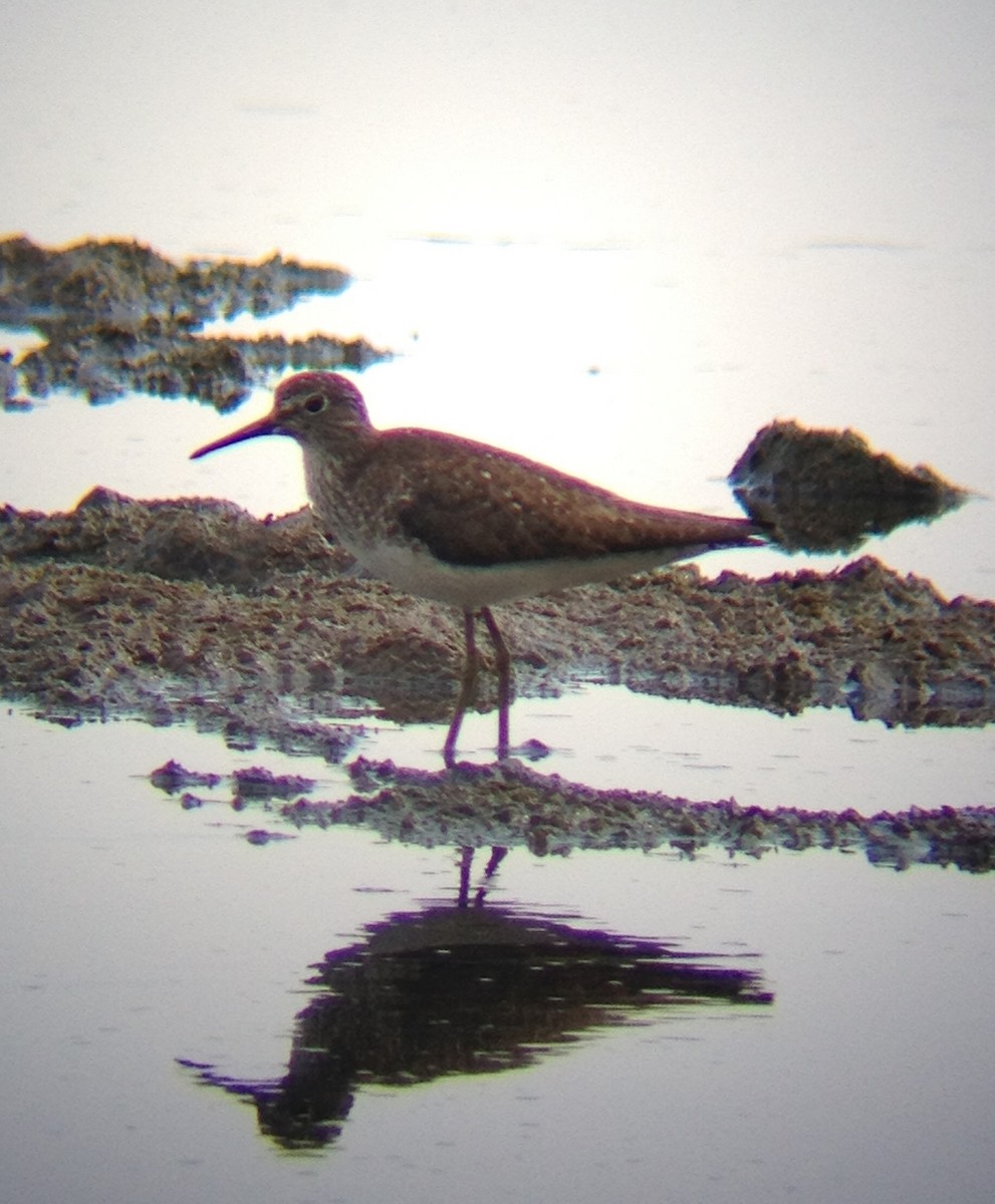 Solitary Sandpiper - ML131936221