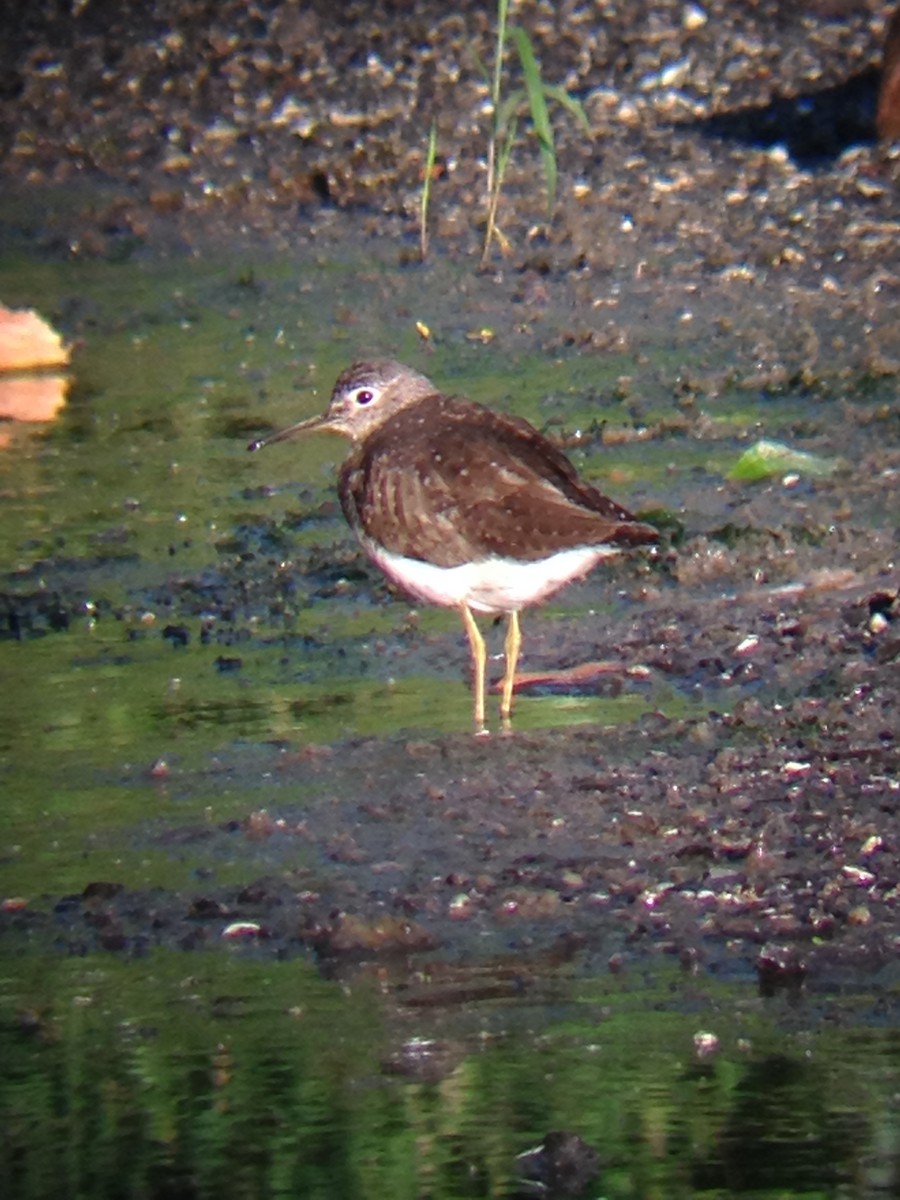 Solitary Sandpiper - ML131936321