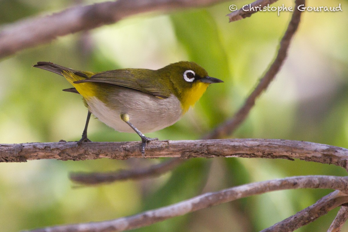 Malagasy White-eye - Christophe Gouraud