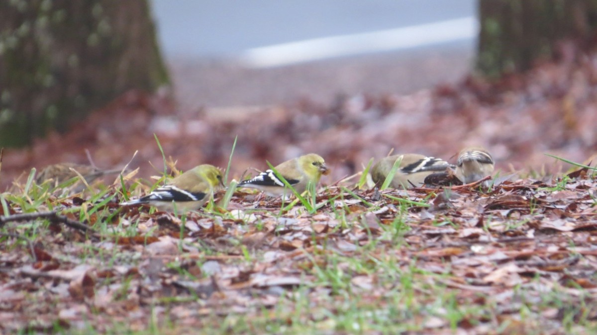 American Goldfinch - ML131936901