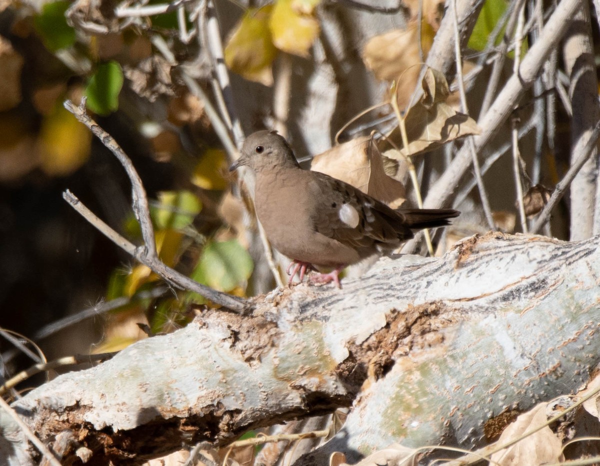 Ruddy Ground Dove - Joseph Zeno