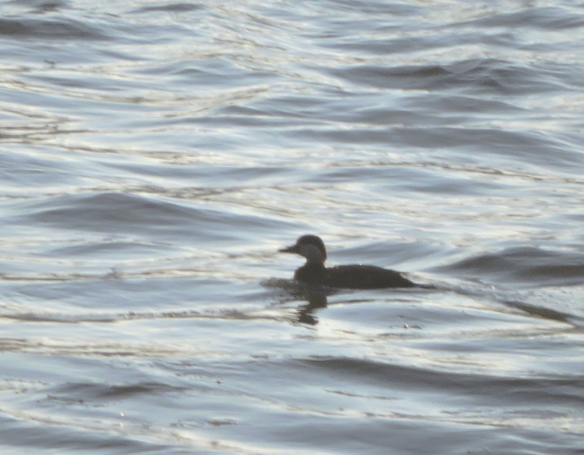 Black Scoter - ML131938051