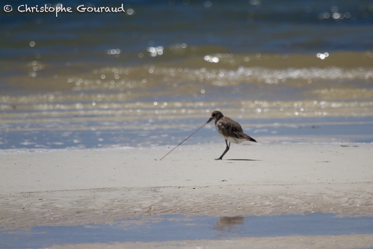 Black-bellied Plover - ML131938271