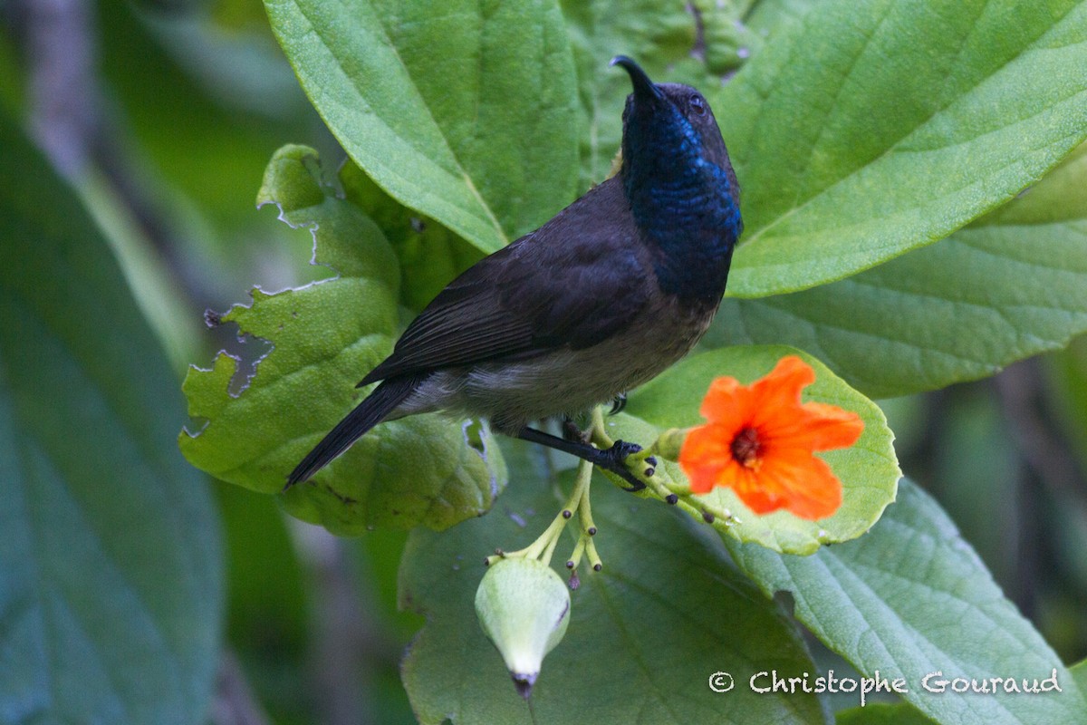 Seychelles Sunbird - ML131939351