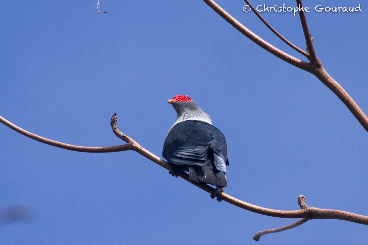 Seychelles Blue-Pigeon - ML131939651