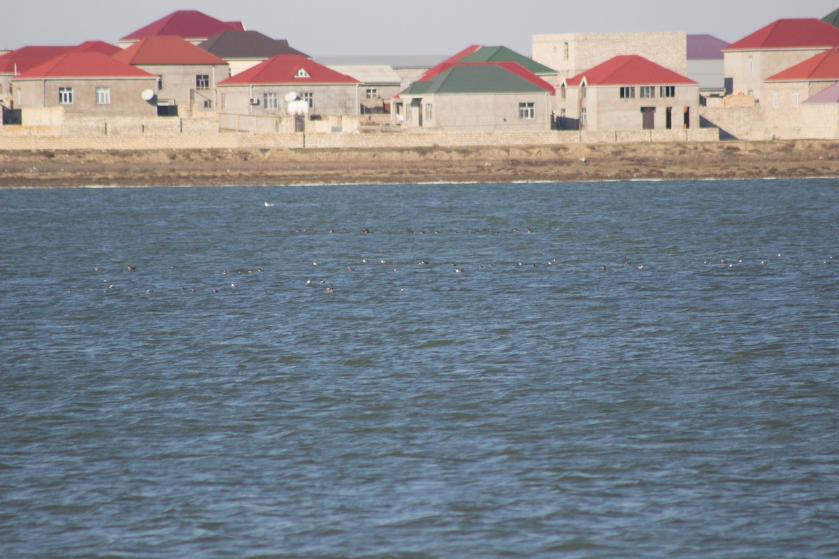 White-headed Duck - ML131940131