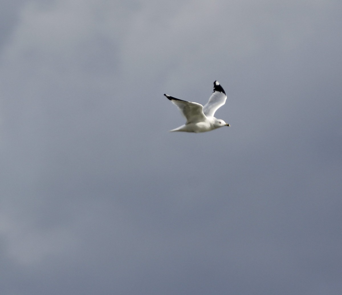 Ring-billed Gull - ML131940511