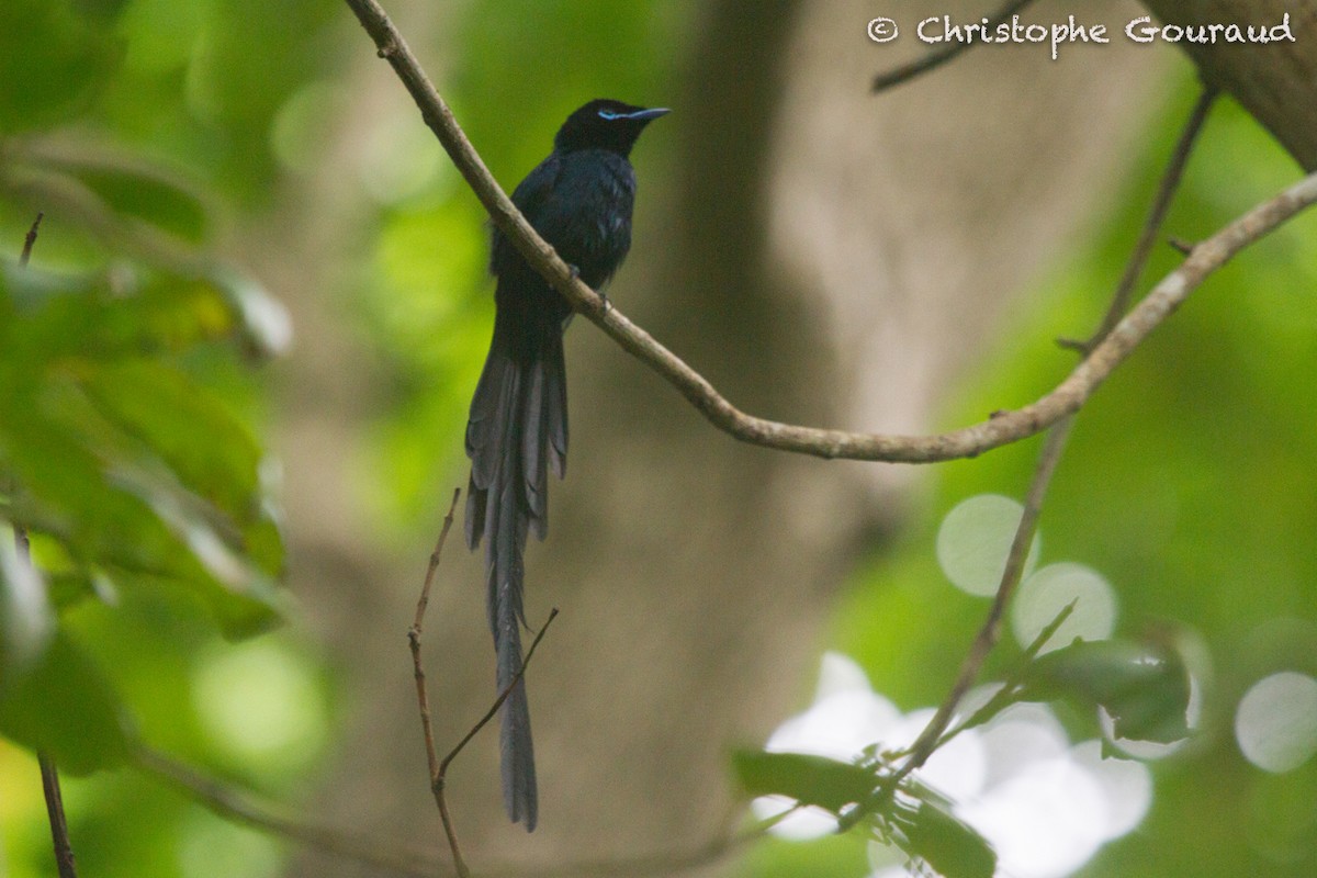 Seychelles Paradise-Flycatcher - ML131940601