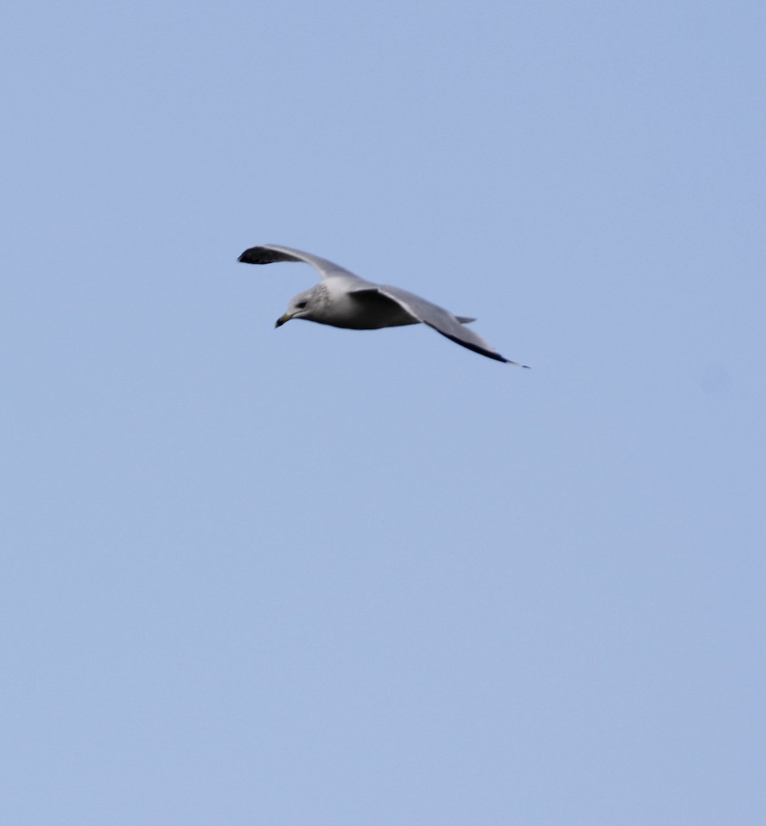 Ring-billed Gull - ML131940641