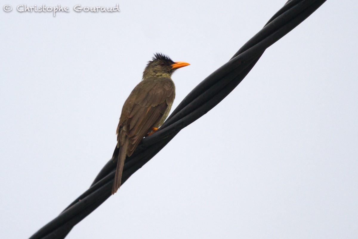 Bulbul merle - ML131940661